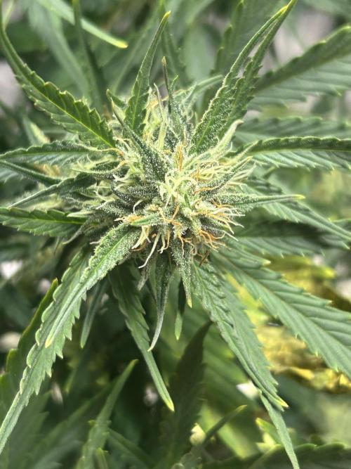 Blue cheese auto by Royal queen seeds. Week 12