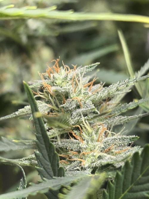 Blue cheese auto by Royal queen seeds. Week 12