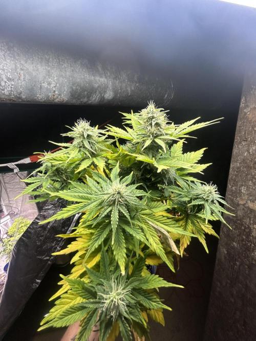 Blue cheese auto by Royal queen seeds. Week 12