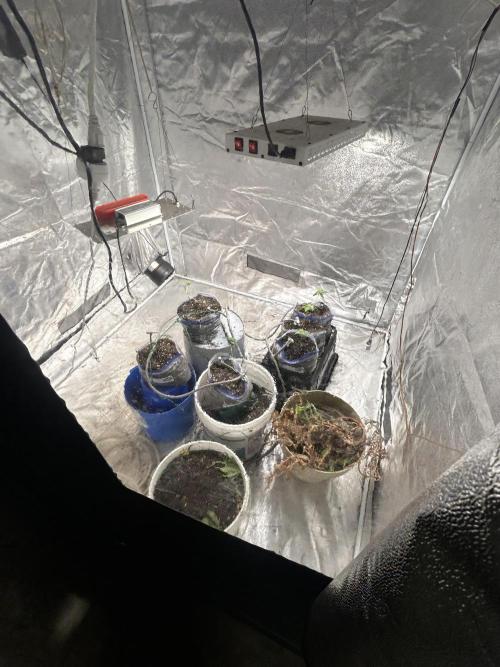 ROYAL COOKIE AUTOMATIC. Week 0