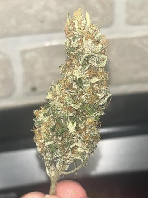 Blue cheese auto by Royal queen seeds. Week 12