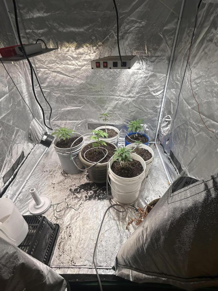 ROYAL COOKIE AUTOMATIC. Week 3