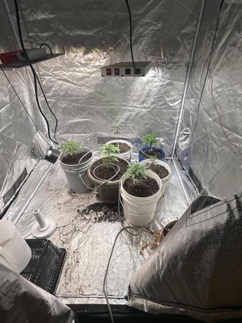 Royal Cookies Automatic. Week 3
