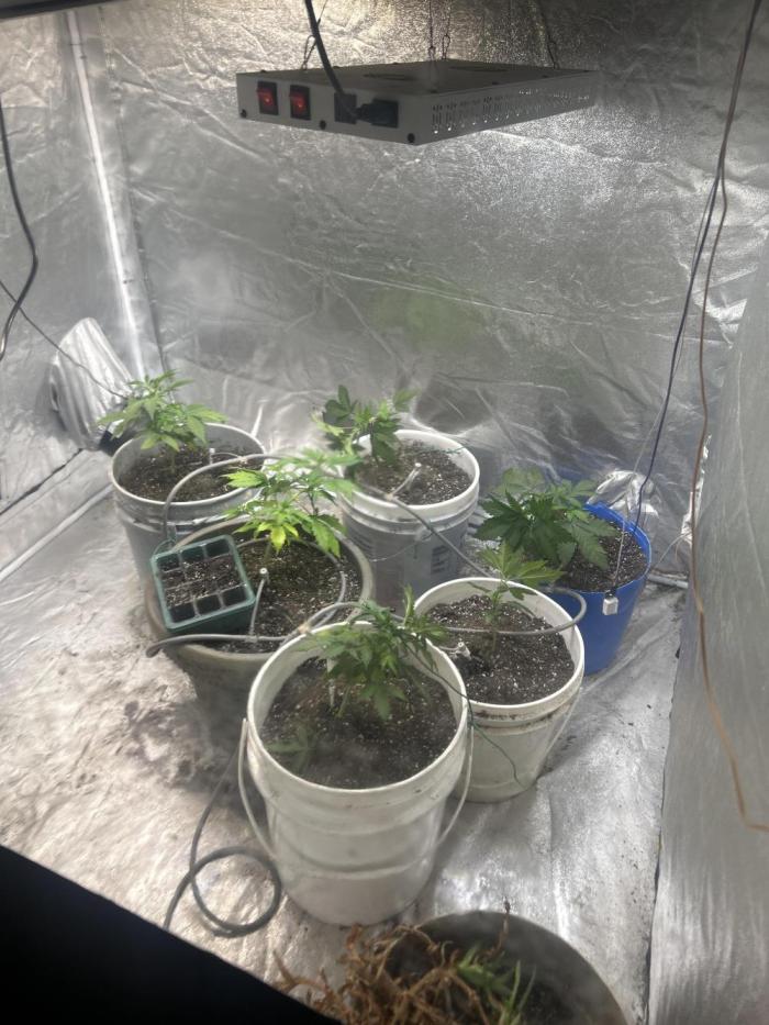 ROYAL COOKIE AUTOMATIC. Week 4 - It seems AI and good genetics go hand it hand plant it a forget about it. 
