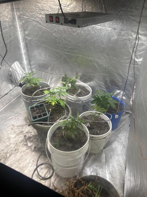 Royal Cookies Automatic. Week 4