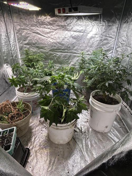 ROYAL COOKIE AUTOMATIC. Week 8