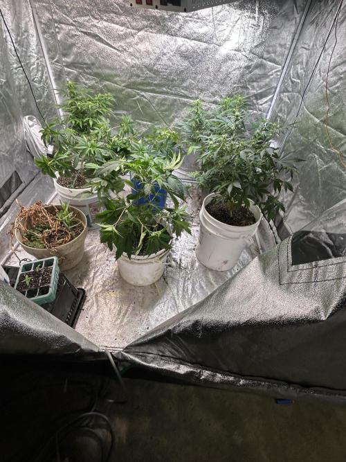 ROYAL COOKIE AUTOMATIC. Week 8