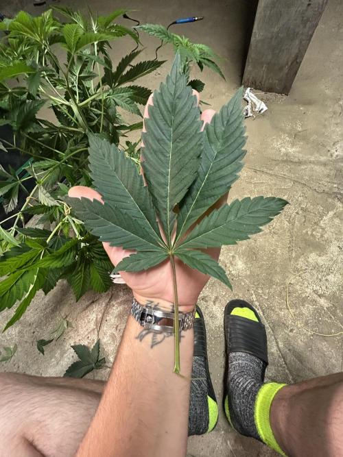 ROYAL COOKIE AUTOMATIC. Week 8