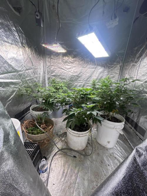 ROYAL COOKIE AUTOMATIC. Week 10