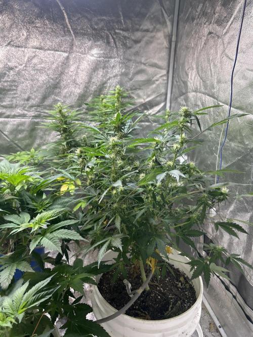 ROYAL COOKIE AUTOMATIC. Week 10