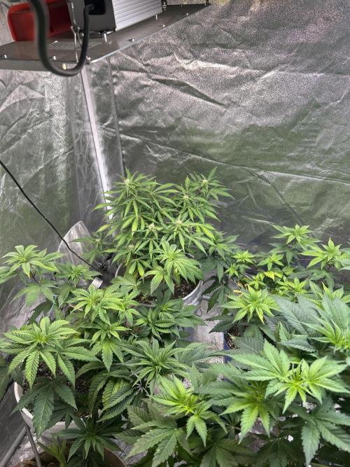 ROYAL COOKIE AUTOMATIC. Week 10