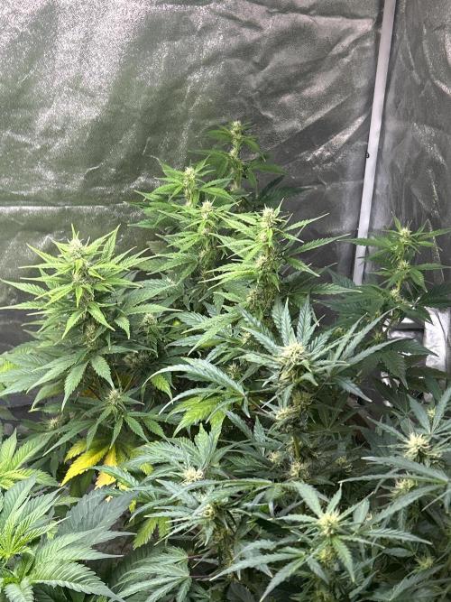 ROYAL COOKIE AUTOMATIC. Week 10