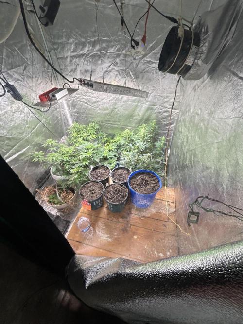 Tropicana cookies auto fast buds 42. Week 0