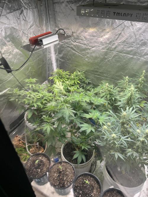 ROYAL COOKIE AUTOMATIC. Week 2