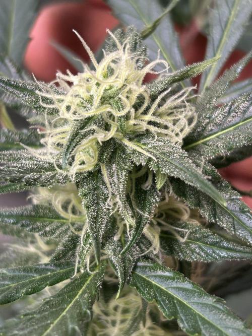 ROYAL COOKIE AUTOMATIC. Week 2