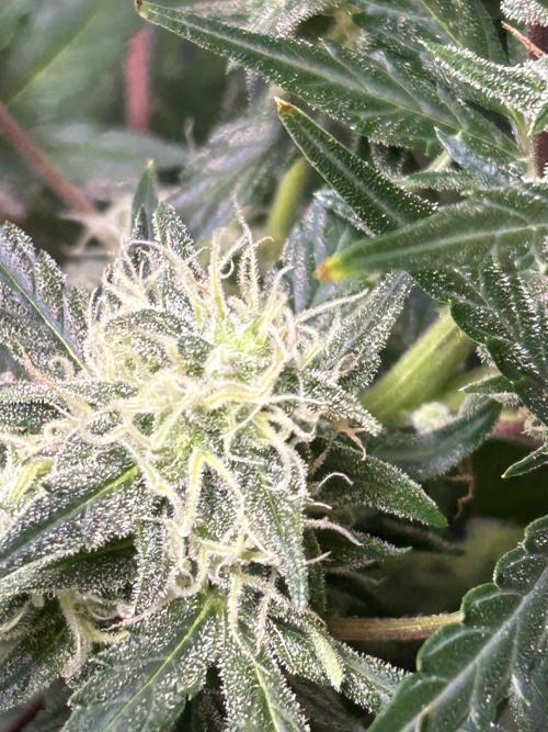 ROYAL COOKIE AUTOMATIC. Week 2