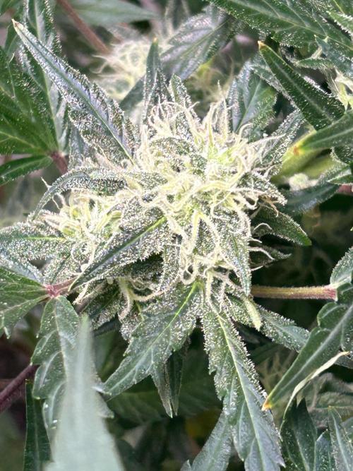 ROYAL COOKIE AUTOMATIC. Week 2