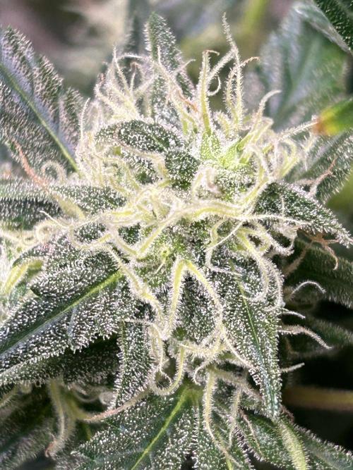 ROYAL COOKIE AUTOMATIC. Week 2