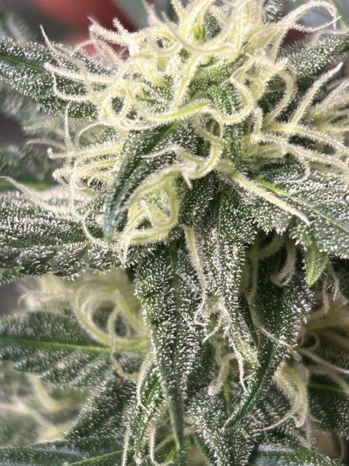 ROYAL COOKIE AUTOMATIC. Week 2
