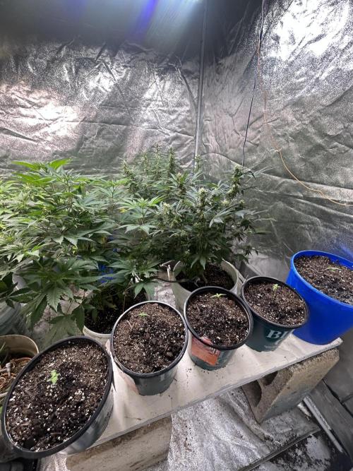 Tropicana Cookies Auto. Week 2