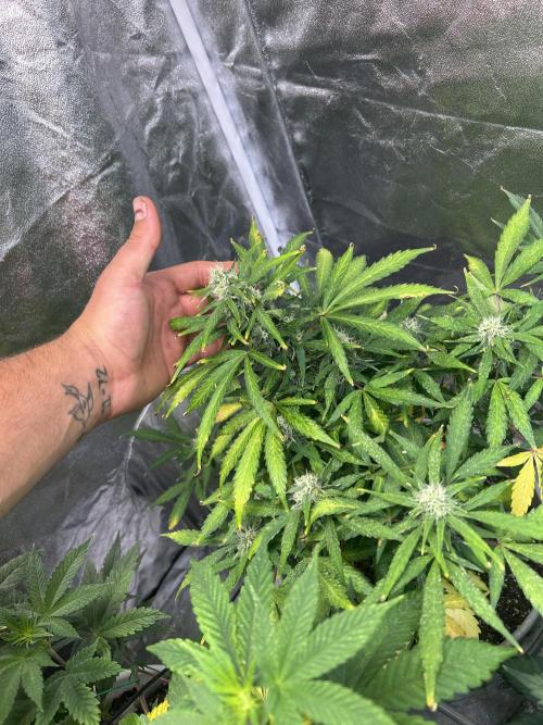 ROYAL COOKIE AUTOMATIC. Week 11