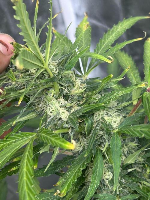 ROYAL COOKIE AUTOMATIC. Week 11