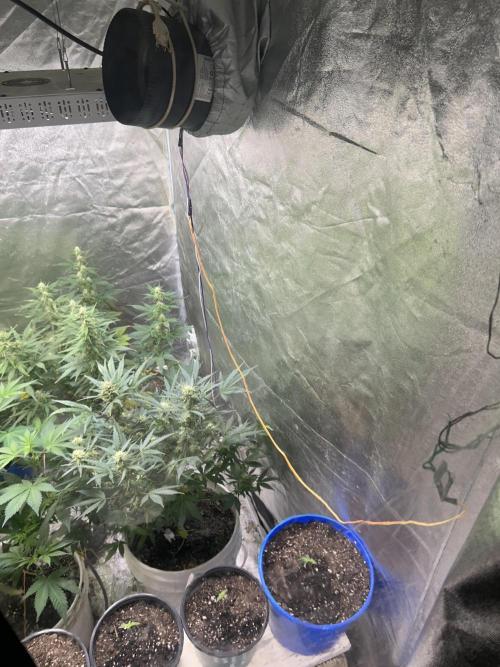 ROYAL COOKIE AUTOMATIC. Week 11