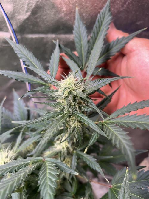 ROYAL COOKIE AUTOMATIC. Week 11