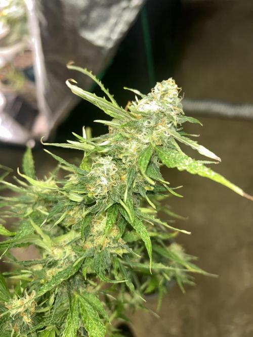 ROYAL COOKIE AUTOMATIC. Week 12