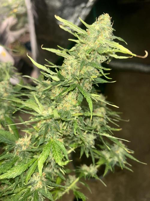 ROYAL COOKIE AUTOMATIC. Week 12