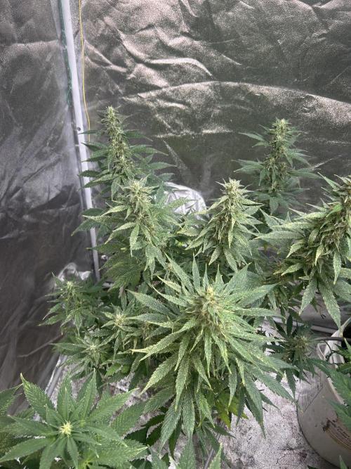 ROYAL COOKIE AUTOMATIC. Week 12