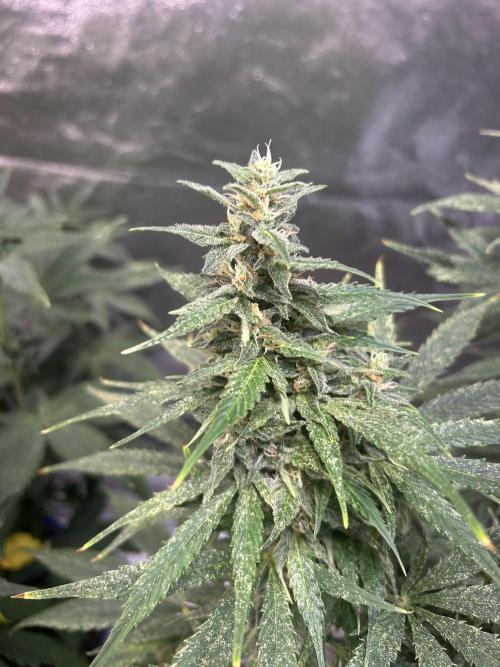 ROYAL COOKIE AUTOMATIC. Week 12