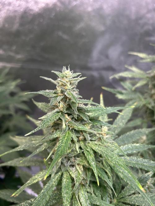 ROYAL COOKIE AUTOMATIC. Week 12