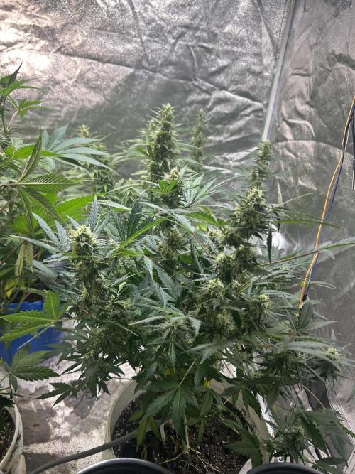 ROYAL COOKIE AUTOMATIC. Week 12