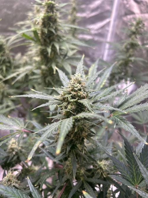ROYAL COOKIE AUTOMATIC. Week 12
