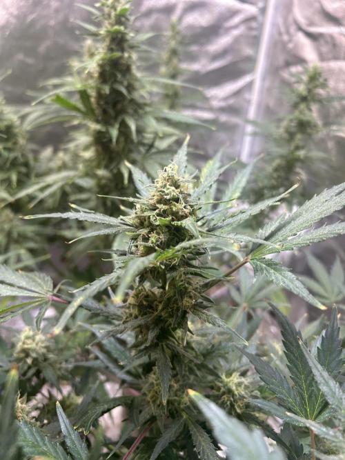 Royal Cookies Automatic. Week 12