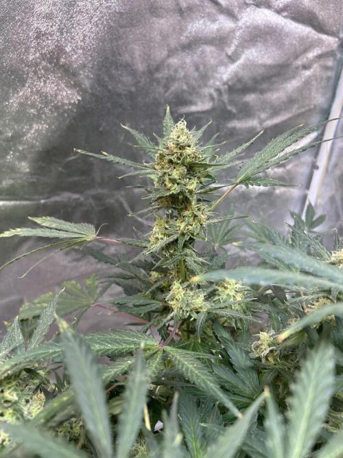 ROYAL COOKIE AUTOMATIC. Week 12