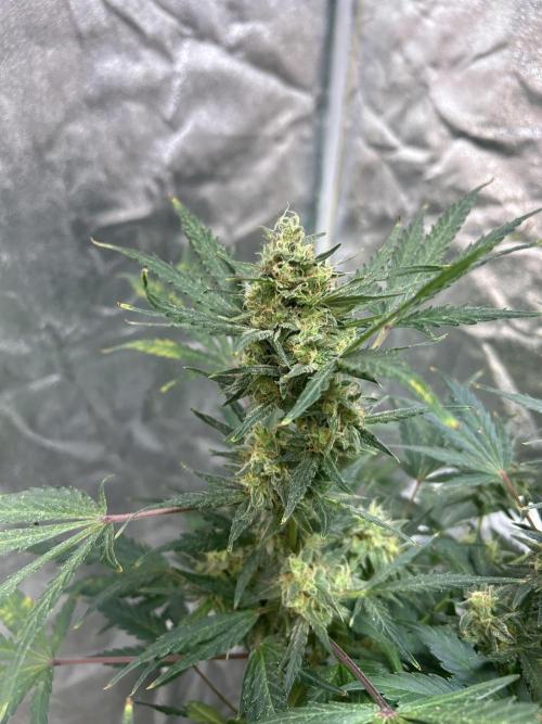 ROYAL COOKIE AUTOMATIC. Week 12