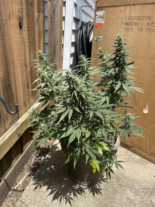 ROYAL COOKIE AUTOMATIC. Week 12