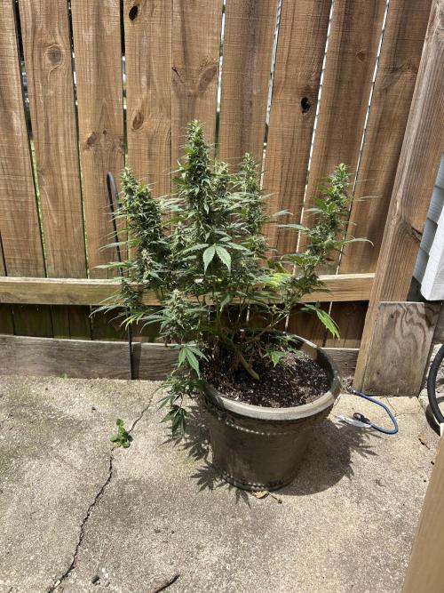 ROYAL COOKIE AUTOMATIC. Week 12