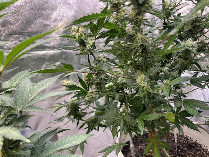 Royal Cookies Automatic. Week 12