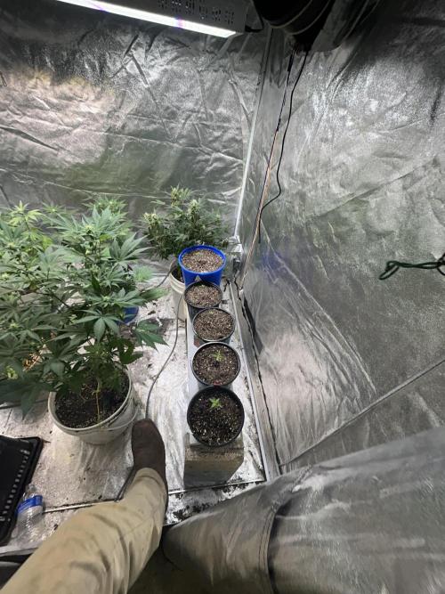 Tropicana Cookies Auto. Week 3