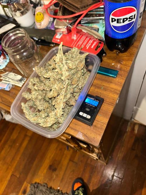 ROYAL COOKIE AUTOMATIC. Week 13