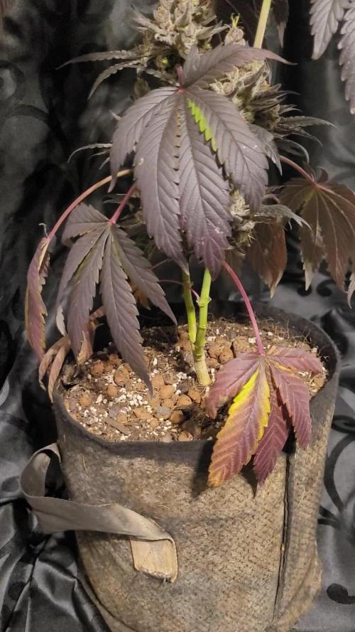 The devil's horn - (Tropic')Ozzy tribute