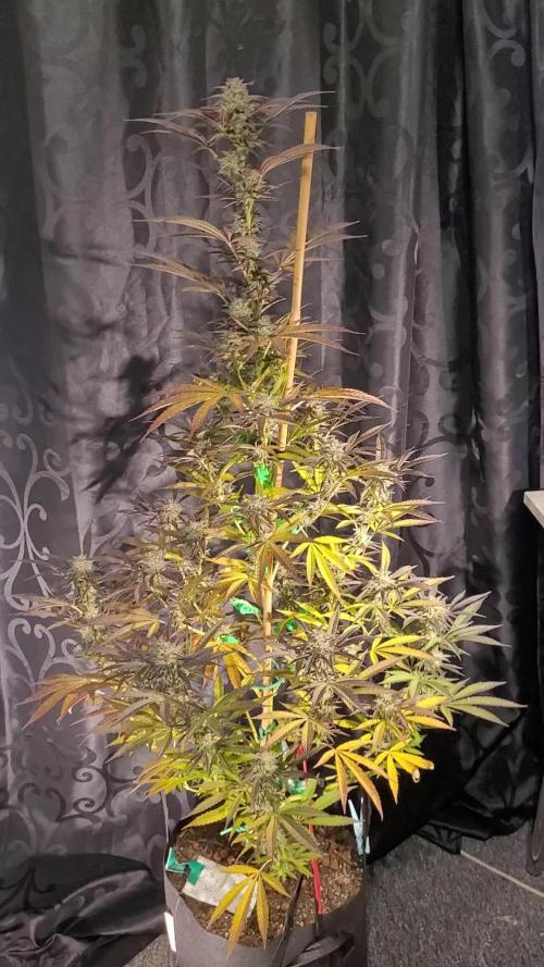 Let It GrOw - Elsa's Frozen Nebula