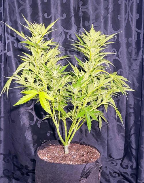 Enton vs. Slugton - Psyeyeyey. Week 12