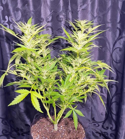 Enton vs. Slugton - Psyeyeyey. Week 12