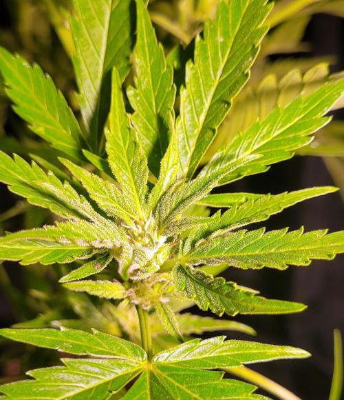 Enton vs. Slugton - Psyeyeyey. Week 12