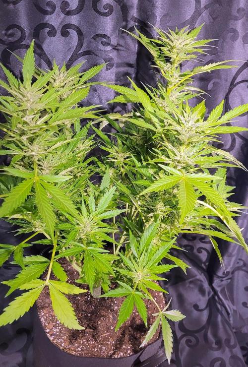 Enton vs. Slugton - Psyeyeyey. Week 12