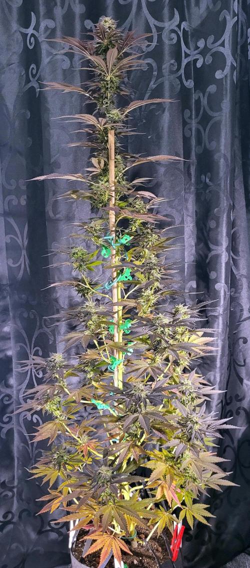 Blue-Eyed White Walker. Week 21 - Harvest